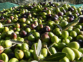 Raccolta di olive